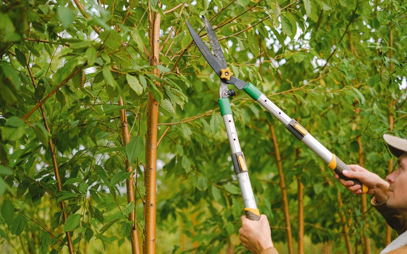 Tree trimming in Nowata, OK